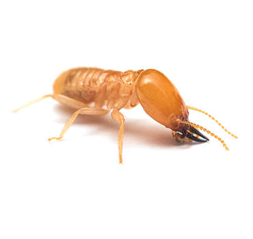 termite control