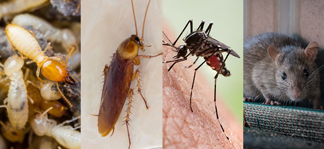 Commercial Pest Control