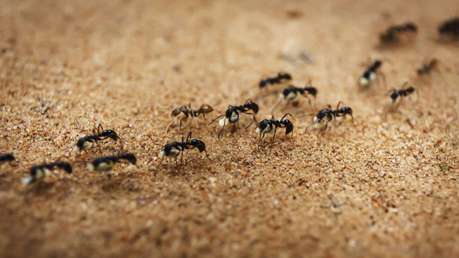 Ant Control and Removal