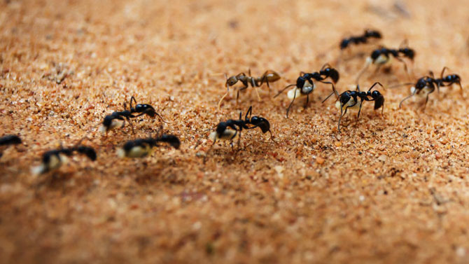 Ants Pest Control