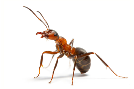 Brown Ants Pest