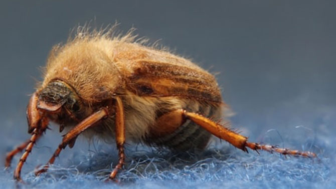 Carpet Beetles: Types of Damage, Prevention and Control in Australia