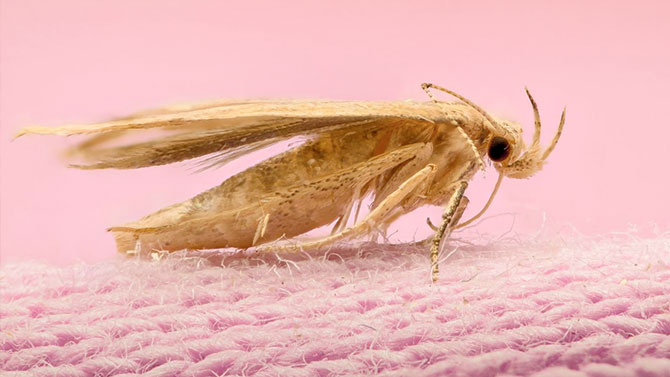 Clothes Moth Pests
