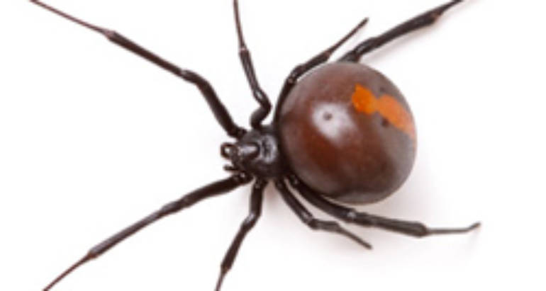 What You Need to Know About Redback Spiders