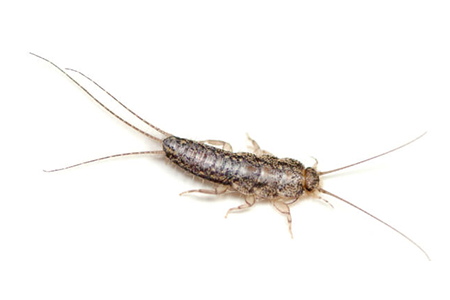 Silverfish Pests