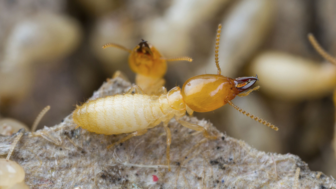 Installing a termite barrier