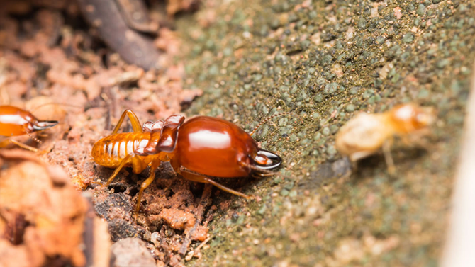 Termite Control Management Services Brisbane – All Bugs