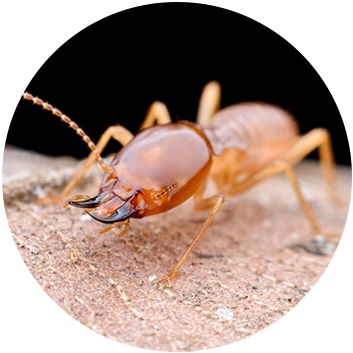 Termite Control Services