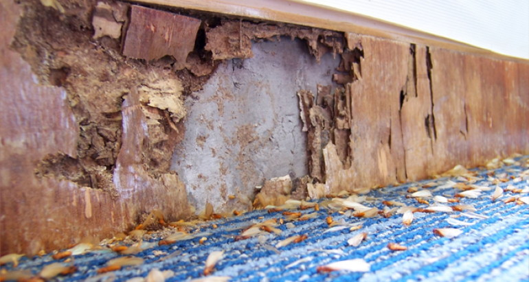 4 Ways You Might Be Unknowingly Attracting Termites to Your House