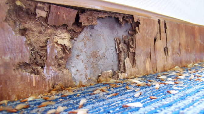 Termite Inspection Services