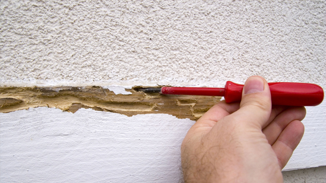 Termite Treatment services