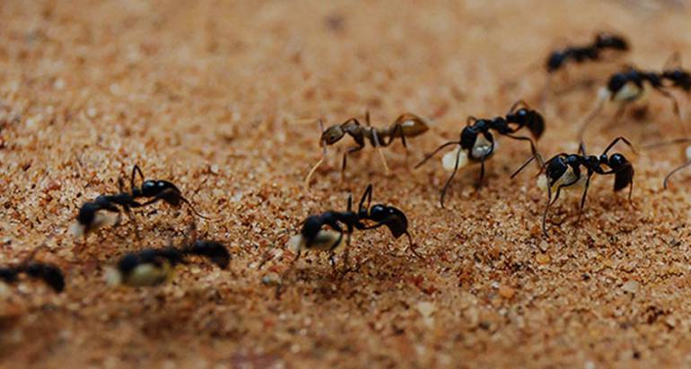 4 Most Common Ant Species to Watch Out For