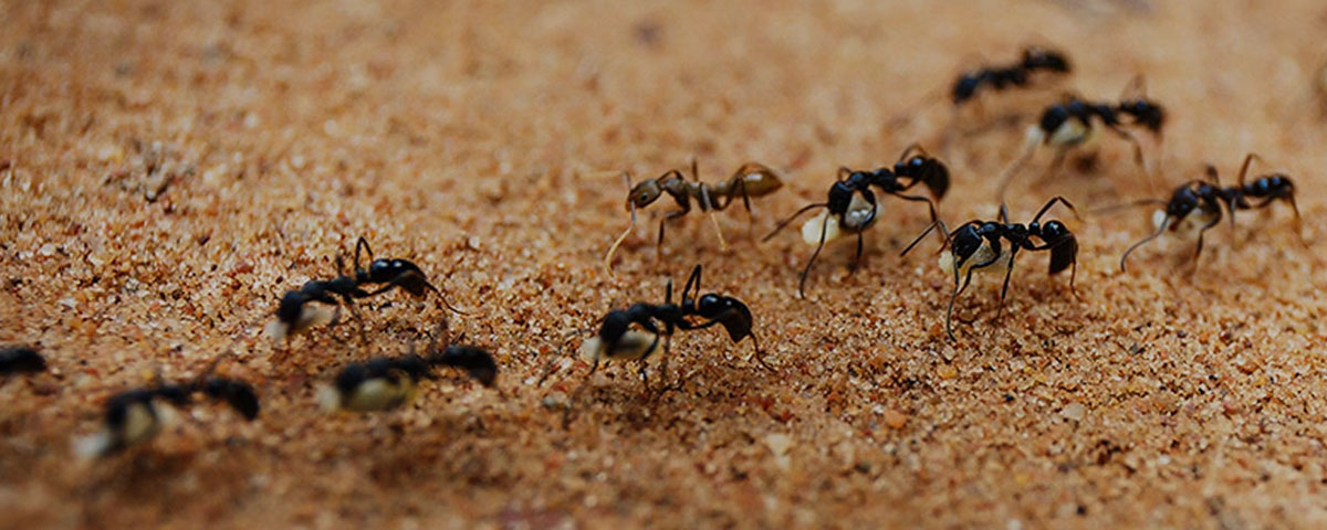 Ant Control Company