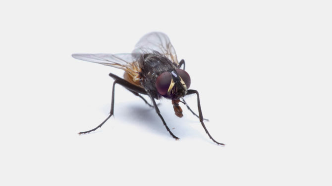 Flies Control Brisbane