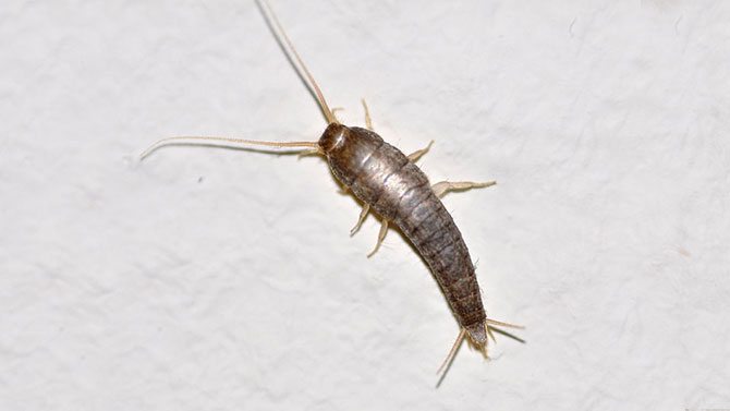 Silverfish Control Brisbane