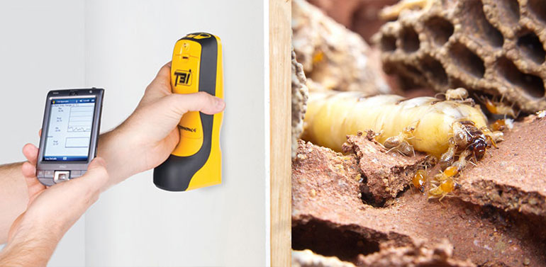 Termite Detection Brisbane