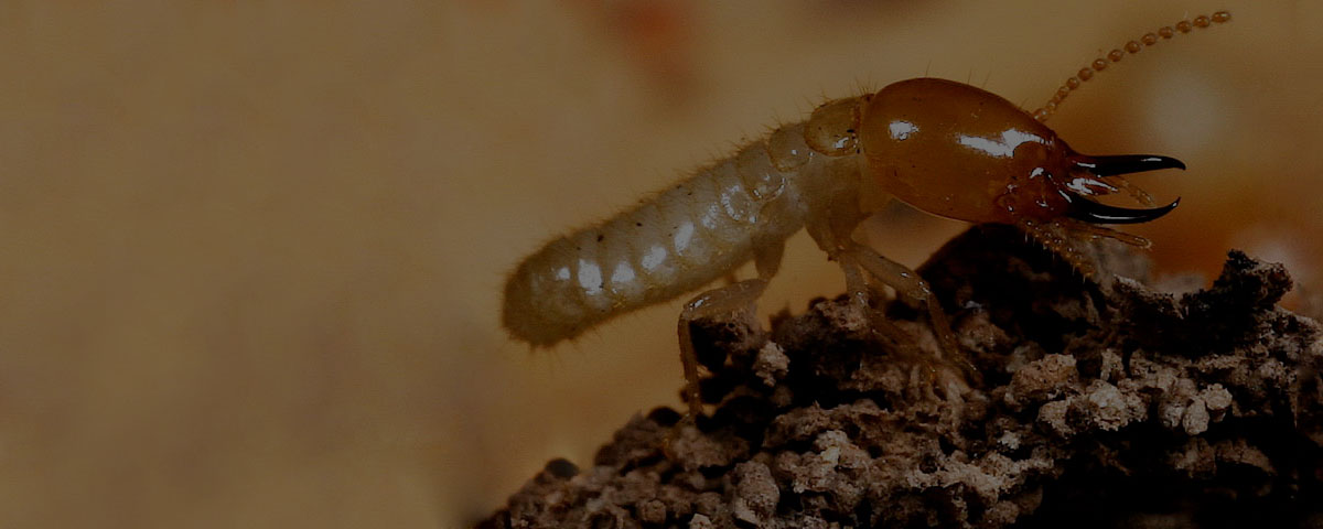 Termite Management Services