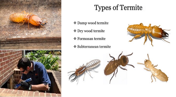 Termite Treatment services