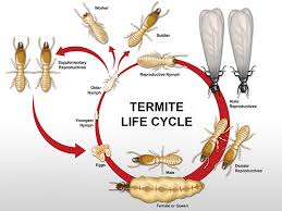 Flying Swarmers and Termite Wings