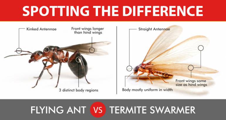 How to Tell the Difference Between Ants and Termites With Wings
