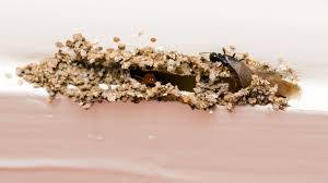 Termite Mud Tunnels