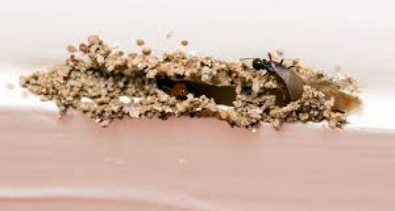 How to Tell If You Have Termites in Your Home