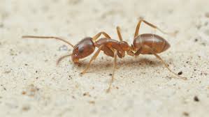 Argentine Ants control