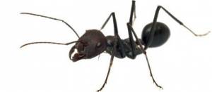 Black House Ants controls
