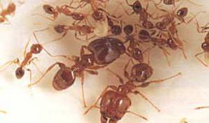 Coastal Brown Ants