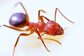Fire Ants controls