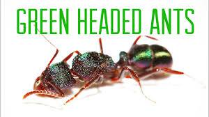 Green Head Ants controls