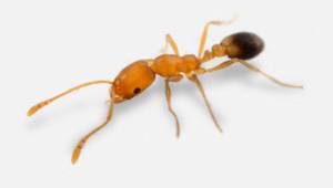 Pharaoh’s ants controls