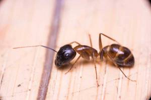 Sugar Ant Control