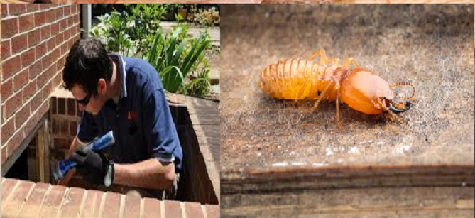 Property Inspection TErmite