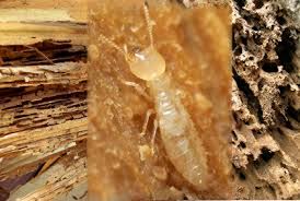 Termite infestation status