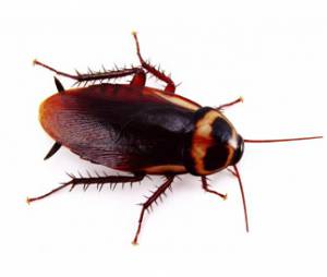 Australian cockroach
