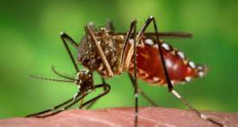 The Most Common Mosquito Diseases You Should Be Aware Of