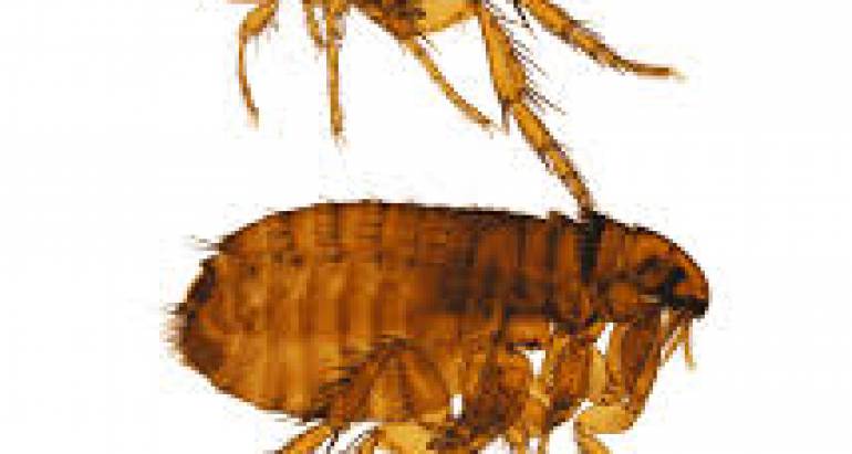 How to Effectively Get Rid of Fleas in Your Home