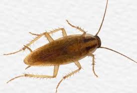 Australian cockroach