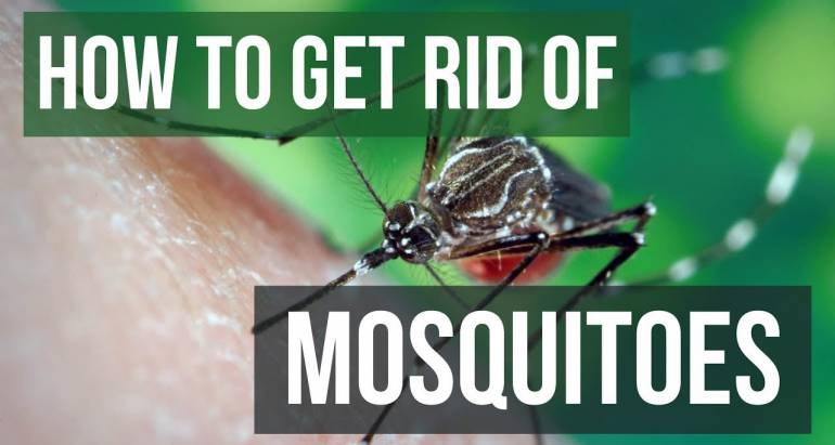 How to Get Rid of Mosquitoes the Right Way