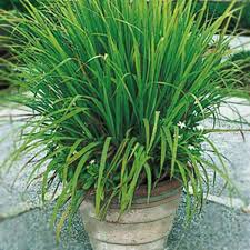 Grow Mosquito repellent plants