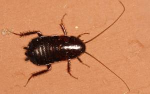 Oriental Cockroach