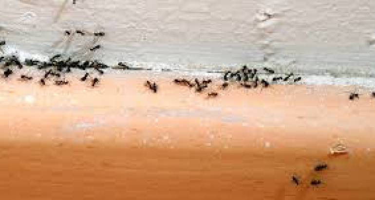 Get Rid of Ants with These Quick and Easy Tips