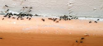 Get Rid of Ants with These Quick and Easy Tips