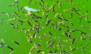 Remove all Stagnant Water
