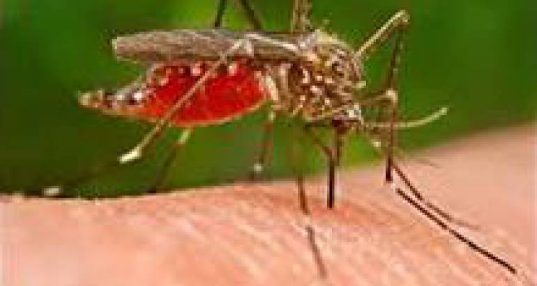 Here are the Best Mosquito Treatments For Your Yard