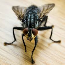 Adult housefly control