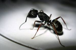 Black house ant pest control