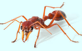 Bull Ants pest services