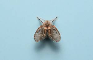Drain Fly